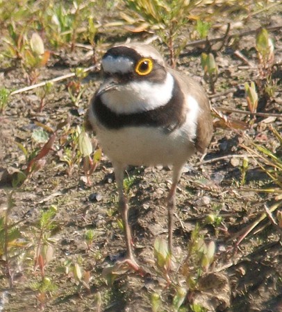 Little Ringed Plover